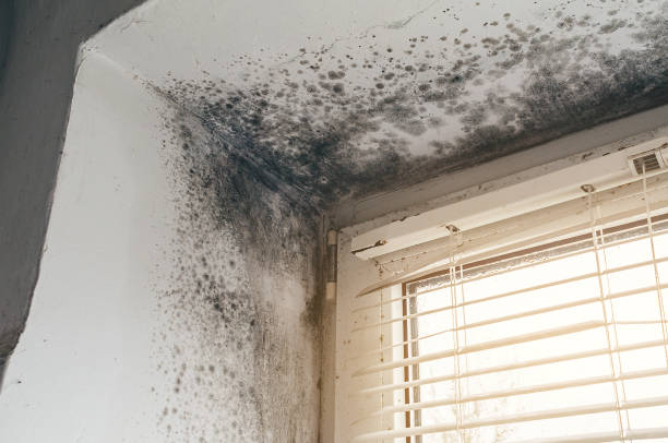 Affordable Mold Inspection And Testing solutions in Hawk Run, PA